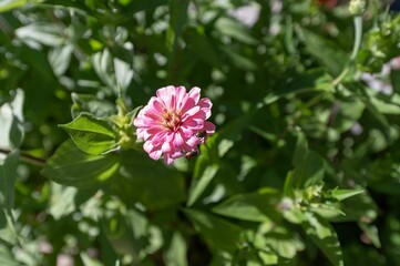 Pink Zinnia in a garden surrounded by leaves and bushes