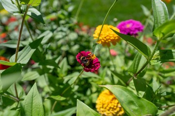 Bumblebee collecting nectar from a red flower in a garden