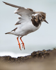Vuelvepiedras común