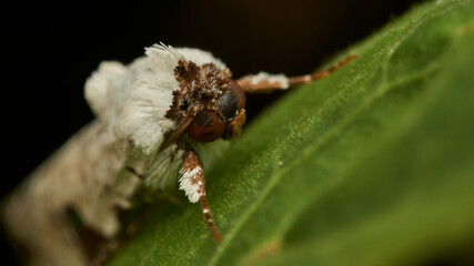 Details of a white moth on a green leaf
