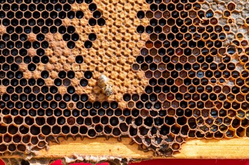 Closeup of a beehive honeycomb with sticky golden honey and a few industrious bees buzzing around