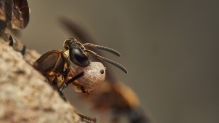 a wasp with a larva in its jaw