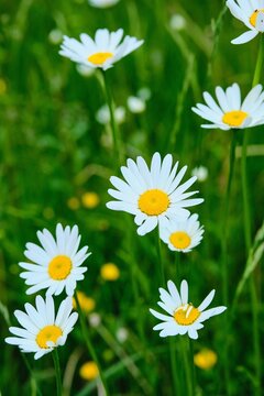 Decorative chamomile with white petals and a yellow core and yellow buttercups on a green meadow. Wildflowers, bloom.