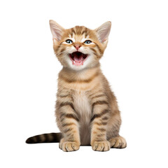Fototapeta premium Happy and Cute Cat Laughing