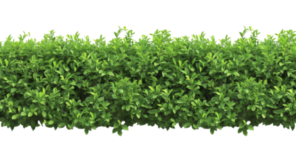 green trimmed bush hedge fencing,  isolated on transparent background