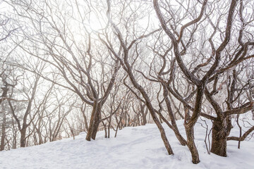 Winter Mountain Snowflake Tracking