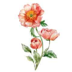 Watercolor abstract flower bouquet of peonies, leaves and buds. Hand painted floral card of wildflowers isolated on white background. Holiday Illustration for design, print, fabric or background. - 731715162