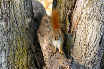 Adorable shot of a fluffy gray-brown squirrel perched on a branch of a tree