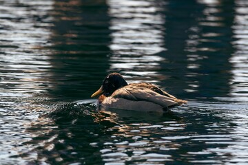 Mallard duck floating in a tranquil lake.