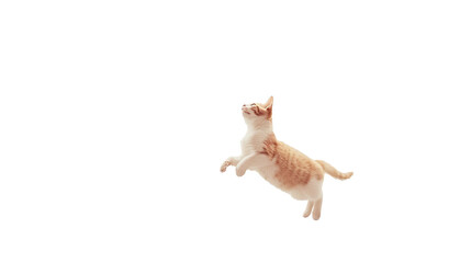 Obraz premium Jumping ginger cat with copy space isolated on a white background.