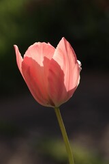 a single tulip on a stalk outside in the sun