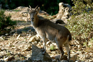 Naklejka na ściany i meble Hembra de cabra hispánica pyreanica, en el Parque natural de Cazorla, Segura y Las Villas.