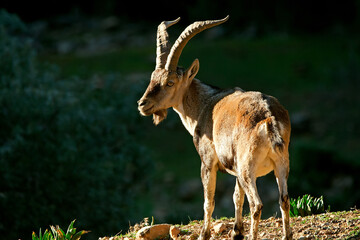 Macho montés, en el Parque natural de Cazorla, Segura y Las Villas.