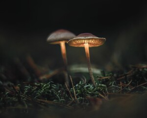 AI generated illustration of two mushrooms growing in a natural mossy environment