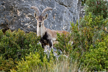 Macho montés en el Parque natural de Cazorla, Segura y Las Villas.