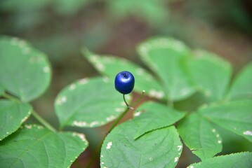 an odd looking blueberry on a bush of green leaves