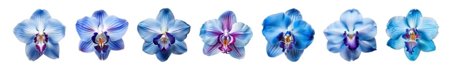 Collection of blue orchid flowers on a transparent background, PNG, top view