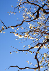 東京梅散歩　浜離宮～汐留～銀座