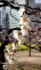 東京梅散歩　浜離宮～汐留～銀座