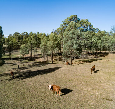 Drone image of cow in paddock