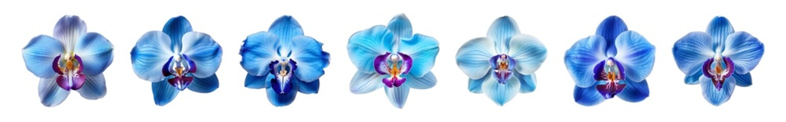 Collection of blue orchid flowers on a transparent background, PNG, top view