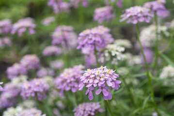 紫色のイベリスの花花