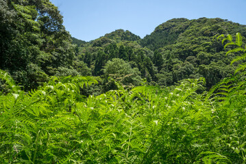 Fototapeta na wymiar 緑の森をバックにウラジロの群落