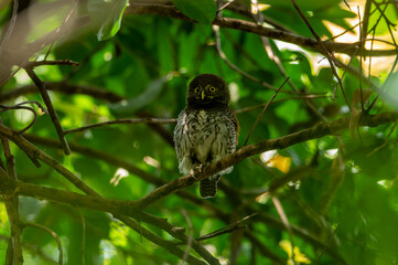 Chestnut-backed Owlet (Glaucidium castanotum)