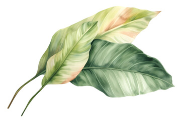 Tropical plants watercolor collection isolated on transparent background