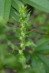 ホウレンソウの花