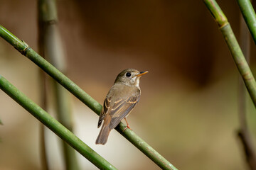 The brown-breasted flycatcher, or Layard's flycatcher, is a small passerine bird in the flycatcher family Muscicapidae.