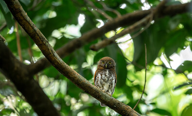Chestnut-backed Owlet (Glaucidium castanotum)