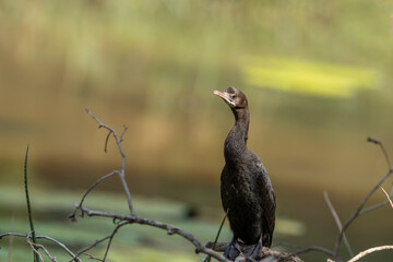 Microcarbo niger, karabatakgiller familyasından bir kuş türüdür. Hint altkıtasına yayılmıştır ve doğuda Cava'ya kadar yaşam alanı uzanır.