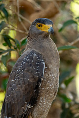 The crested serpent eagle is a medium-sized bird of prey found in forested habitats in tropical Asia.