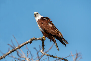 The African fish eagle or African sea eagle is a large species of eagle found in sub-Saharan Africa where there are large bodies of open water with abundant food sources..​
