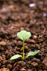 発芽したオキナグサの芽