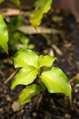 緑のヤマボウシの幼木