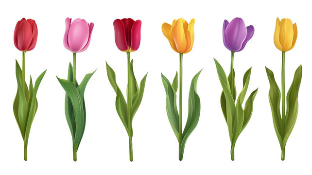3d render illustration of plastic tulip flowers set with stem, and leaves isolated.