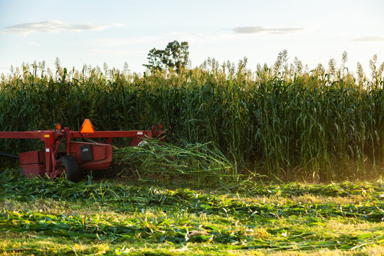 Tractor harvesting forage crop