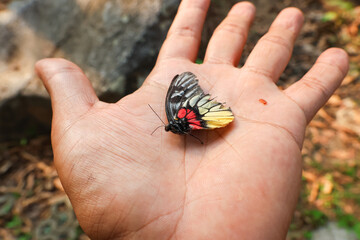 The wings of a dead butterfly rest on your hand. Beautiful butterflies have a short life.