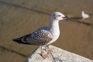 Seagull on the dock