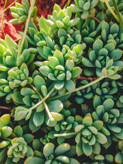 Prolific Echeveria. Succulent plant. Green plant, nature and flora concept under sunlight