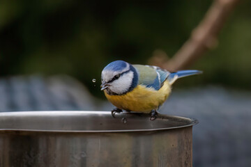Obraz premium Blaumeise beim trinken aus einem Gefäß. mit Wasserspritzern vorm Schnabel.