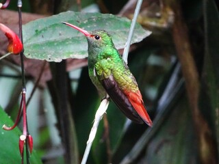 Fototapeta premium Colourful hummingbird in the jungle