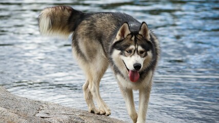 Beautiful Siberian husky standing in a tranquil lake © Wirestock