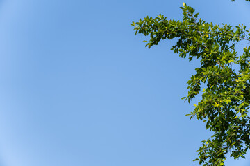 
Branches from green trees blue sky background