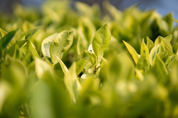 Close up of  yellow and green leaf background