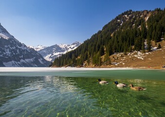Ducks floating peacefully in the serene, shallow waters of a tranquil lake, Austria