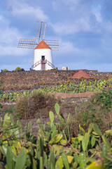 Windmill in tropical cactus garden in Guatiza village, popular attraction in Lanzarote,