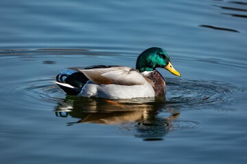 Fototapeta premium Domestic duck wading in a body of water, actively searching for food